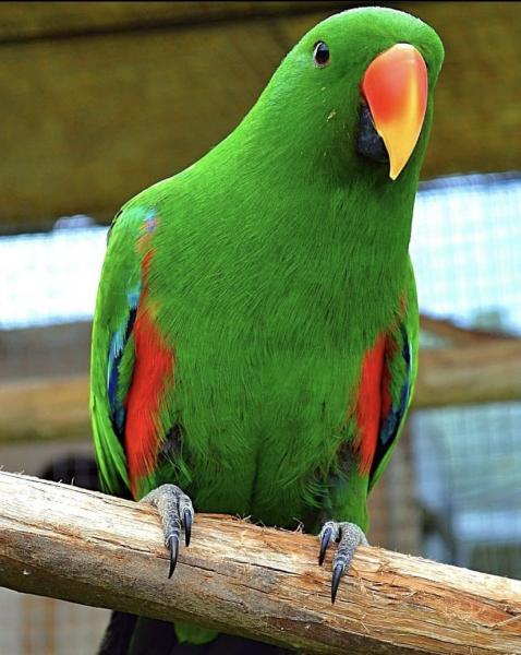 eclectus